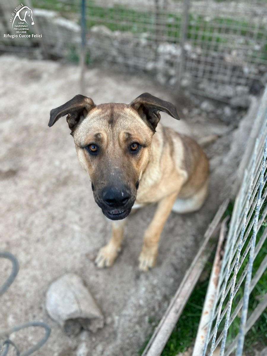 cuccefelici's tweet photo. Umbro è un meticcio #molosso di taglia grande, nato alla fine del 2021.
È ben socializzato, vivace, affettuoso e sa andare al guinzaglio. Aspetta una famiglia che lo accolga per sempre ❤️🐾🐕🏠
🤝 Vieni a conoscerlo in Rifugio! https://t.co/Tk0TjKesvd #canile #LAquila #Abruzzo https://t.co/lrMx4JqxuU