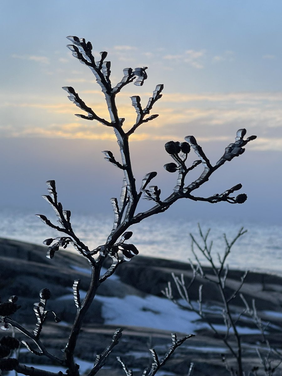 On a foggy night, the cold breath of the sea covered the branches with ice.

#GoodNight from #Kallo Island in #Pori #Finland. #DreamyScenery #seascape #Selkämeri #WhereTheCliffsGreetTheSea #NaturePhotography #Kotimaa #Suomi #ThroughTheDarkSeas #Peace