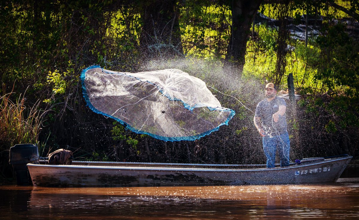 Throwing a cast net in a bayou near the Atchafalaya Basin on Monday afternoon. 📸 Chris Granger

#louisiana #fishing #TuesdayFeeling