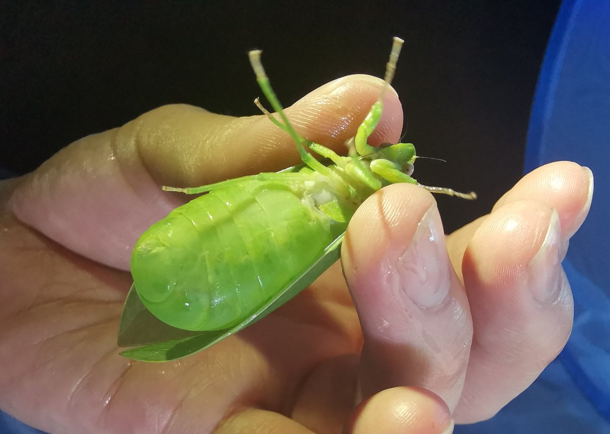 ハラブトゼミ Cystosoma saundersii Cyst=袋状 soma=体 夜行性で、泣く