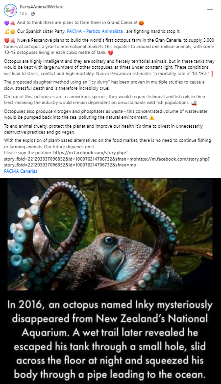 AnimalPartyIE's tweet photo. 💜🐙 And to think there are plans to farm them in #GrandCanaria ! 😡
💪😔 Our Spanish sister Party, #PACMA - Partido Animalista , are fighting hard to stop it. 
@PacmaCanarias 
@PartidoPACMA 
@Party4Animals 
#FreeOctopus https://t.co/O9M6VV0dHg