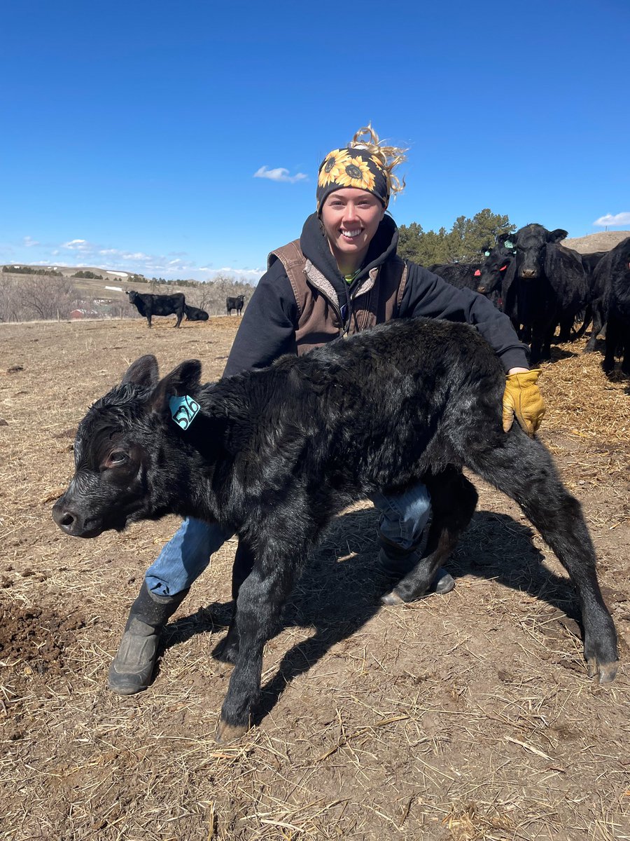 21cowhorses's tweet photo. This newborn heifer weighs the same as me! Who wants to guess how much that is?! Her good mom had her easily &amp; unassisted! We normally don’t have huge birth weights, but she grew a little extra. We thought the cow was going to have twins..nope..just a double sized calf 🤣 https://t.co/MFClVnsJuH