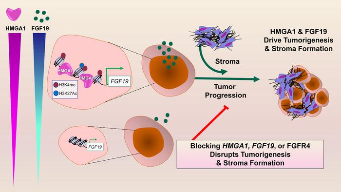 Journal of Clinical Investigation (@jclinicalinvest) on Twitter photo HMGA1 induces FGF19 to drive pancreatic carcinogenesis and stroma formation: buff.ly/3JdlhSD
<a href="/LindaResar/">Linda Resar</a> <a href="/HopkinsMedicine/">Johns Hopkins Medicine</a>
#Oncology HMGA1 induces FGF19 to drive pancreatic carcinogenesis and stroma formation: buff.ly/3JdlhSD
<a href="/LindaResar/">Linda Resar</a> <a href="/HopkinsMedicine/">Johns Hopkins Medicine</a>
#Oncology