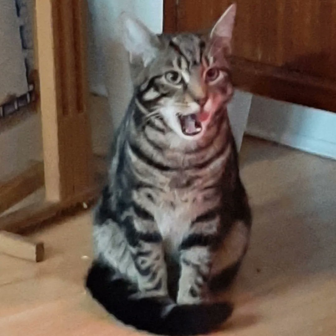 Bookmarkquinn's tweet photo. Thus is Sidney our tabby kitten
🐈😻🐈⬛🐱🐈😻🐈⬛🐱🐈😻
#catsofinstagram #catsrule #catsfollowers #cats_of_instagram #catsarethebest #catsareawesome #bookmarkquinn #writer #cats #cat #catslover #catstagram #catsofig #catsofinstagra #catsoftheday #catsofworld #catscatscats https://t.co/VQwog58QvX