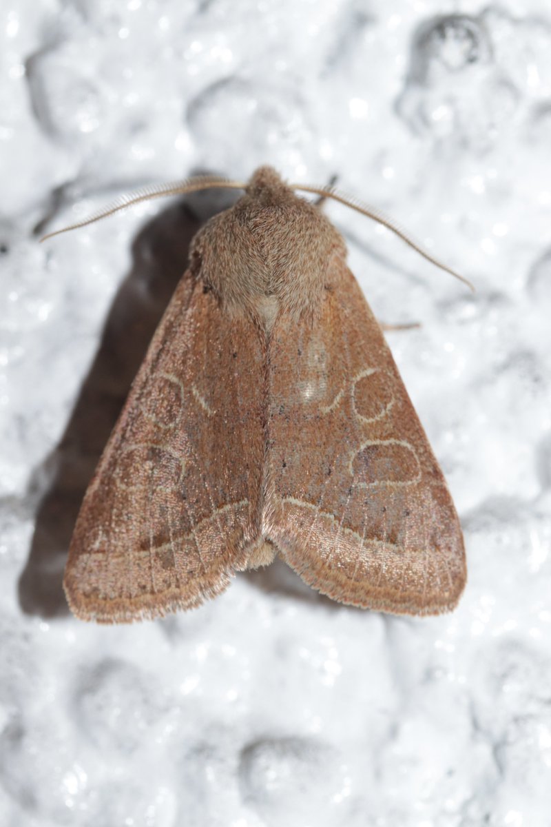 RPilze's tweet photo. Orthosia cerasi
#Nachtfalter #Schmetterling #butterfly #moth #lepidoptera #insekt #insect #natur #nature #NaturePhotography #Orthosiacerasi #Orthosia #RundflügelKätzcheneule #CommonQuaker #Orthosieducerisier #GemeineKätzcheneule #RotgelbeFrühlingseule #GemeineFrühlingseule https://t.co/KJw7CxlSWN