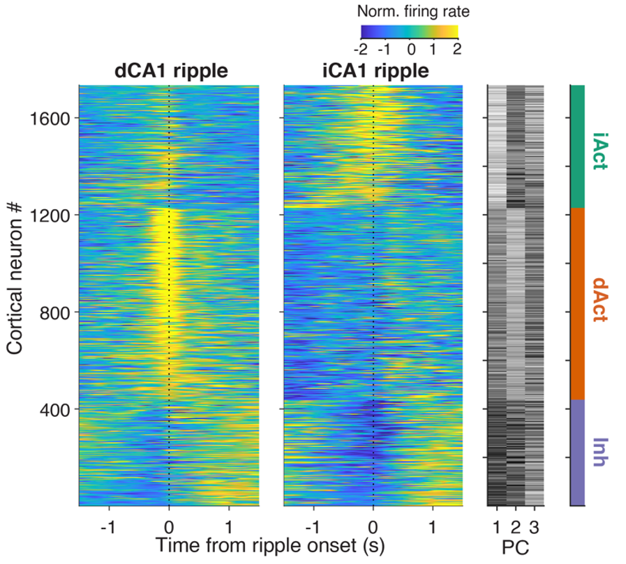HuijeongJeong's tweet photo. Have you wondered what the brain does while you’re daydreaming without sensory arousal? We found distinct neuronal ensembles distributed across 6 visual cortices that couple to ripples in either dorsal or intermediate hippocampus during these epochs. https://t.co/YulAREghVo 1/16 https://t.co/iMopBdI5Sp