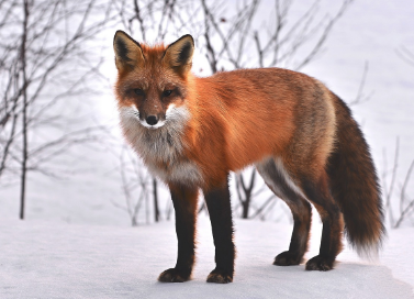 an_kela12's tweet photo. Did you know that we can use AI for animals ? 
LabGym is a user-friendly AI that helps to identify the behavior of animals. It helps in a lot of different ways, the scientists. #LabGym #IA #AI  #animals  #Animalslovers #futur #Fox https://t.co/9hBrQfsYqr
