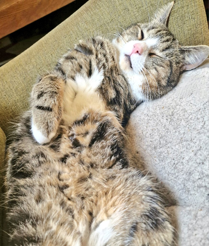 Hi everyone, post a picture of your cat or pet and il retweet them and see if we can get 100 likes for each. Have a great Tuesday love Winksy x