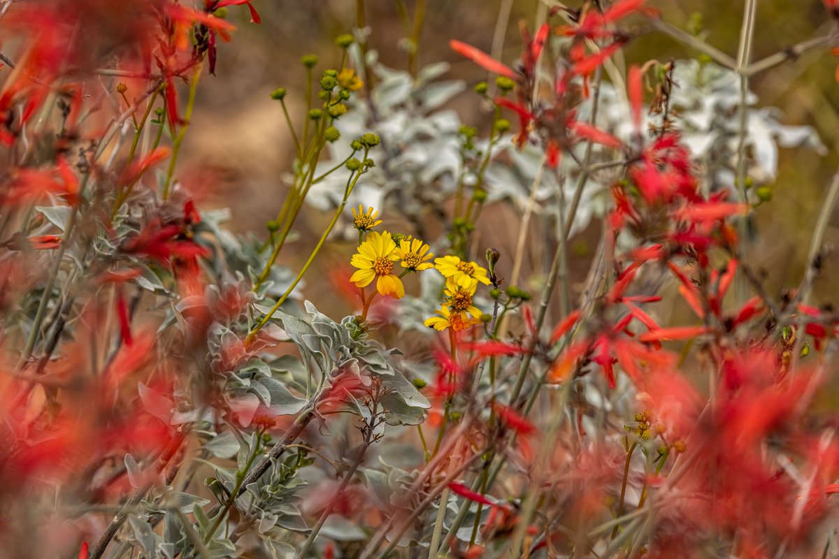 tmadsen805's tweet photo. @BraydenCreation From Kofa National Wildlife Refuge Az, Couple days ago https://t.co/NXL392UyBn