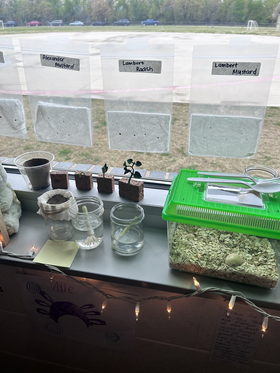 MsKAlexander_'s tweet image. 4th grade observing life cycles! We love getting to use tech like Numbers as a digital notebook. @LISDScience #ilovevickery #DigitalLISD @VickeryES