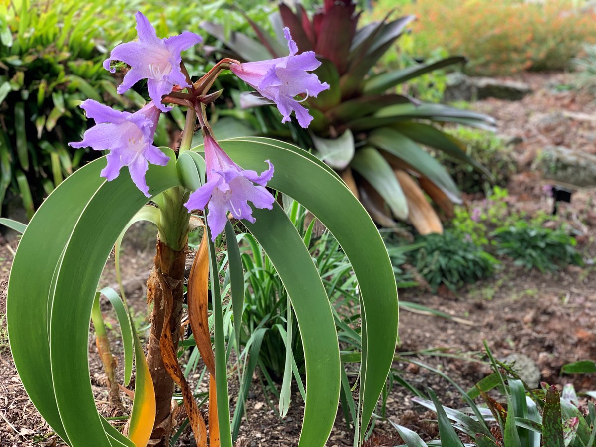 AklBotanicGrdns tweet media