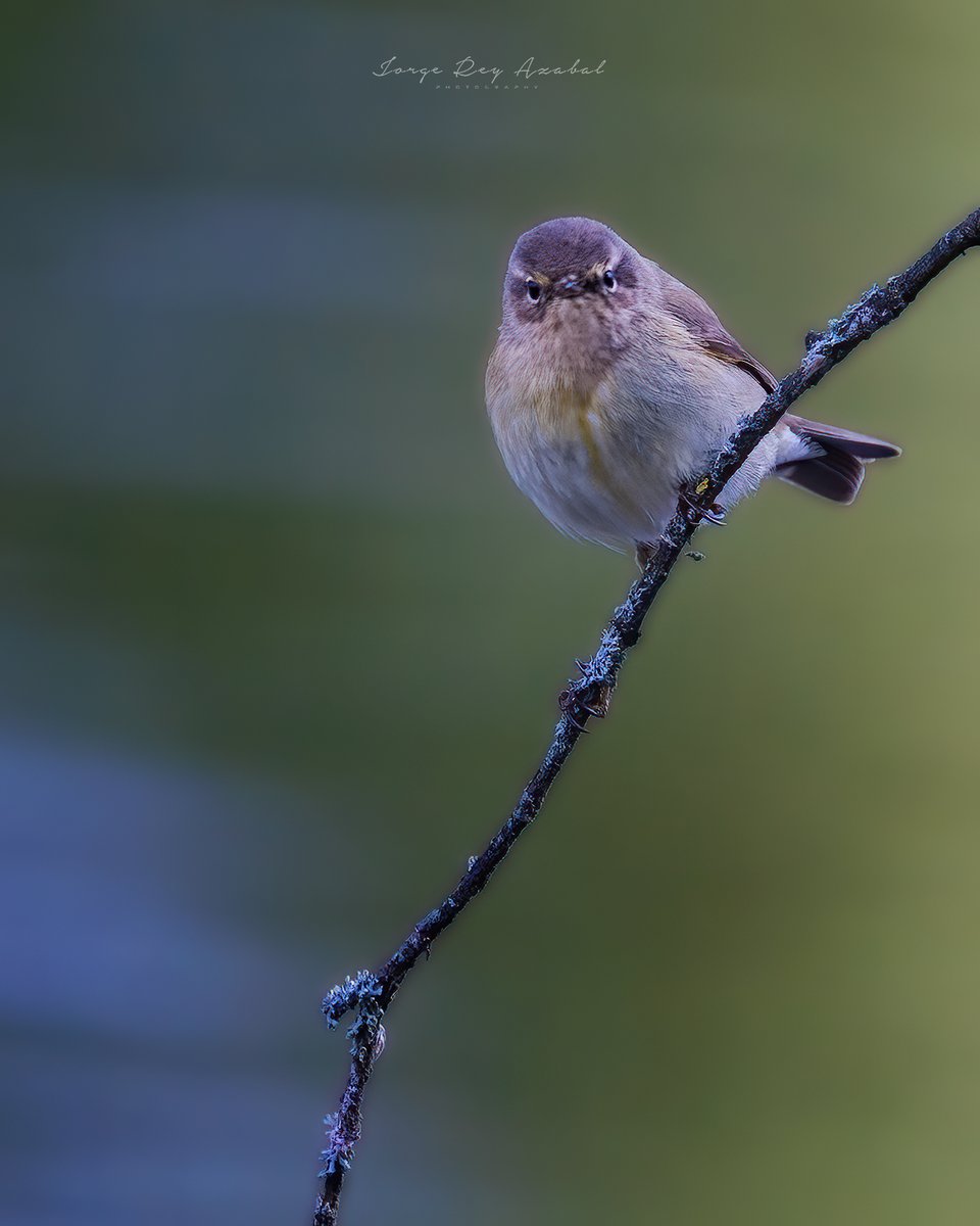 jorgereyazabal's tweet photo. Mosquitero comun. #txingudi #birds https://t.co/R2eq7L0Alz