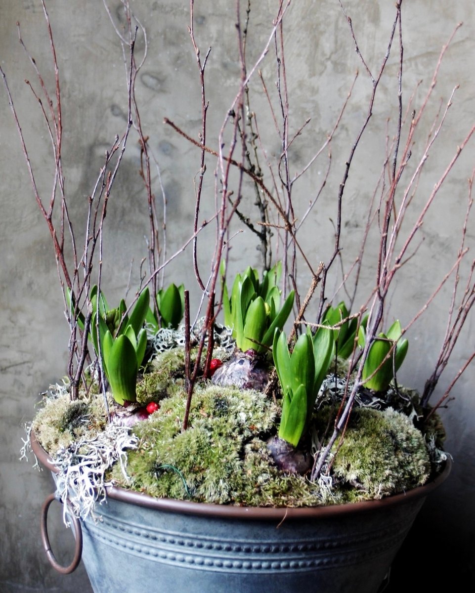 When it's cold outside and you get a glimpse of new life coming - now that's what spring bulbs are for - the promise of new life and colour! 

#outsidearrangements #newlifebulbs #tabledecor #receptionflowers  #florist #localflorist #visitmaidstone #maidstone #gift #vinettaflowerg