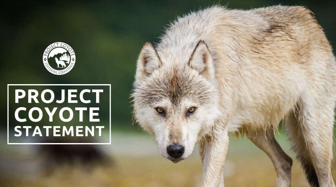 We are deeply saddened by the deaths of Cisco &amp; Blaze caused by wolves in CO last week 💔

These events underscore the need to ask hard questions about coexistence, reintroductions, &amp; intrinsic value of all life.

🔗 Full statement: tinyurl.com/2p8rd3ej

📷 NPS | D. Kopshever