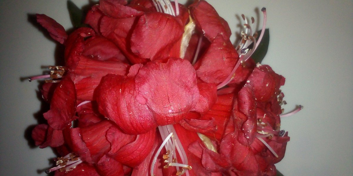 thesecretinter's tweet photo. GullNamir ! Who have ate this flower ?
Replay your opinions about #GullNamir ⟨ Gull-e-Namir ⟩ in comment section.

Follow » @thesecretinter 

#flower #redflower #rose #redrose #plant #nature #science #foryou #gift #background https://t.co/aegWM2DlmB