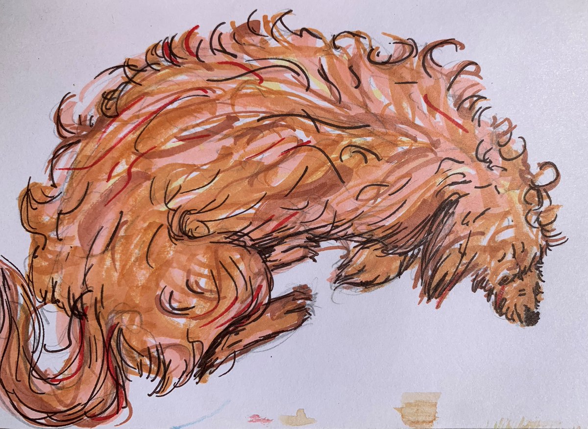 ConstanceCart's tweet photo. #art #artist #2Dart #artwork #traditionalart #traditionalmedia #doodle #drawing #colors #colorful #markers #prismacolor #prismamarkers #dog #furbaby #shaggy #pup #goldendoodle #fluffy #fluffboy #pet #animals #nap #sleep #constancelea #allartisbeautiful https://t.co/wrD2GPLZtE
