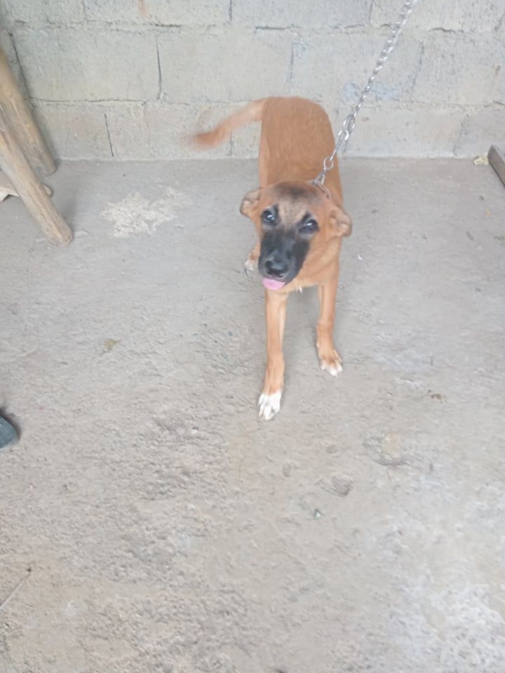 TeacupPh's tweet photo. We have 5 dogs in our furry family on the farm. Fiona an I plus 3 rescues. Lakas, Bonggo and Braveheart. Between us we nake sure the farm is free of unwanted and unannounced visitors! Teacup.xx🇵🇭🐶❤️🥰💞😍🙂👍
#dogs #dogsoftwitter #furry #friends #Wednesdayvibes #RescueDogs https://t.co/VCYztTVg2J