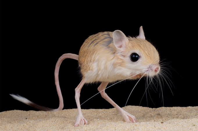 Alisonoob1's tweet image. Jerboa... só isso