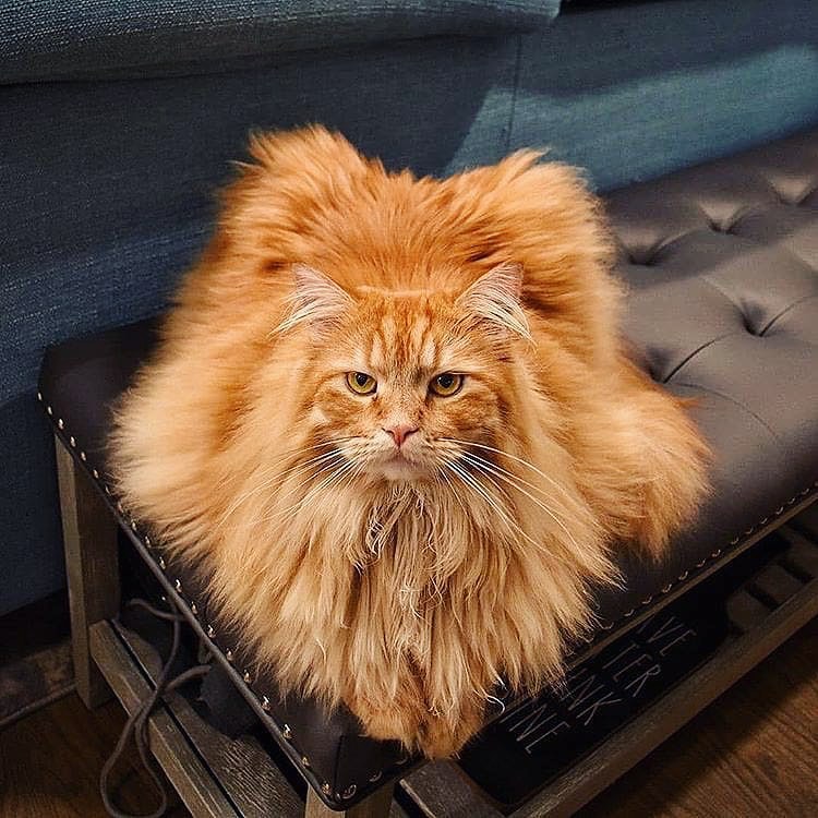 Double Tap, Tag your friends who need this cutie 💖​
_____________________________

#mainecoon #mainecoons #mainecooncat #mainecooncats #mainecoon_id #mainecoongram #mainecooncorner #mainecoonlover #mainecoonkitten #mainecoonlovers #mainecoonstagram #mainecoon_feature