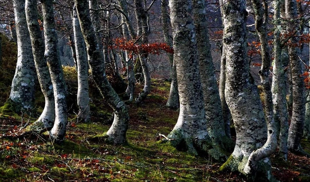 Todos los días deberían ser #DiaInternacionalDeLosBosques