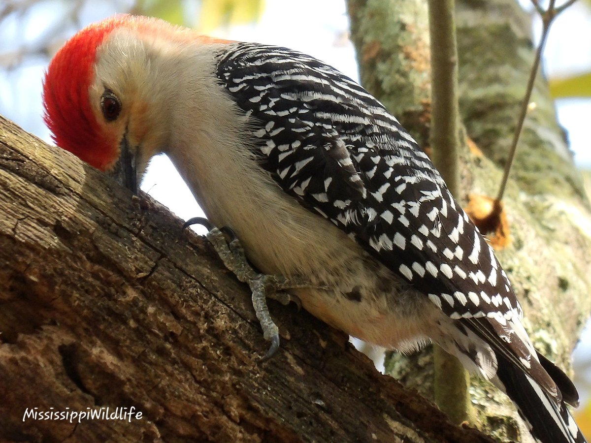 Woodpecker pecking some wood 🪵 #woodpecker #bird #birdphotography #BirdsSeenIn2023 https://t.co/cgnxEeovqt