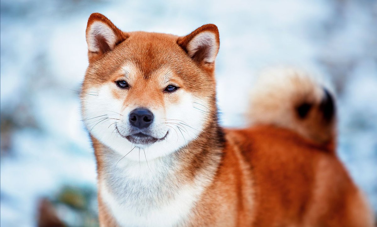 CFXCONU's tweet photo. @Conflux_Network Have you heard about $CONU? #ConfluxInu 🐕🚀 $CFX #conflux #ConfluxEspace 

We’re the biggest dog memecoin on the Conflux ESpace chain! Launched just a few days ago and we’re all very early! Moonshot incoming! 

Join us now before it’s too late!! 🐶💙💚
https://t.co/jacNKKkQPM https://t.co/Jsnr2RRT1D