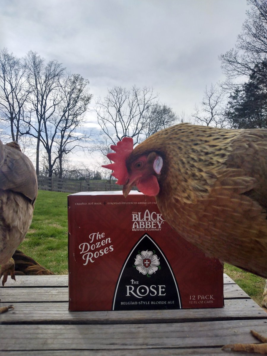 SueNelsonReilly's tweet photo. Happy Tennessee Tuesday y'all. I'm on nights this week so no beer in the sun but the chickens are loving this @BlackAbbeyBrew #tennesseetuesday #creatednotmade #chickenandbeer #craftbeer #beertwitter #sunshine https://t.co/WW2qTwGgjz
