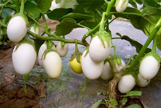 temurdur's tweet photo. My brain still can’t comprehend how eggplants are called eggplants because this is what they look like before they’re ripe…😵‍💫 https://t.co/KkPeovcHPv
