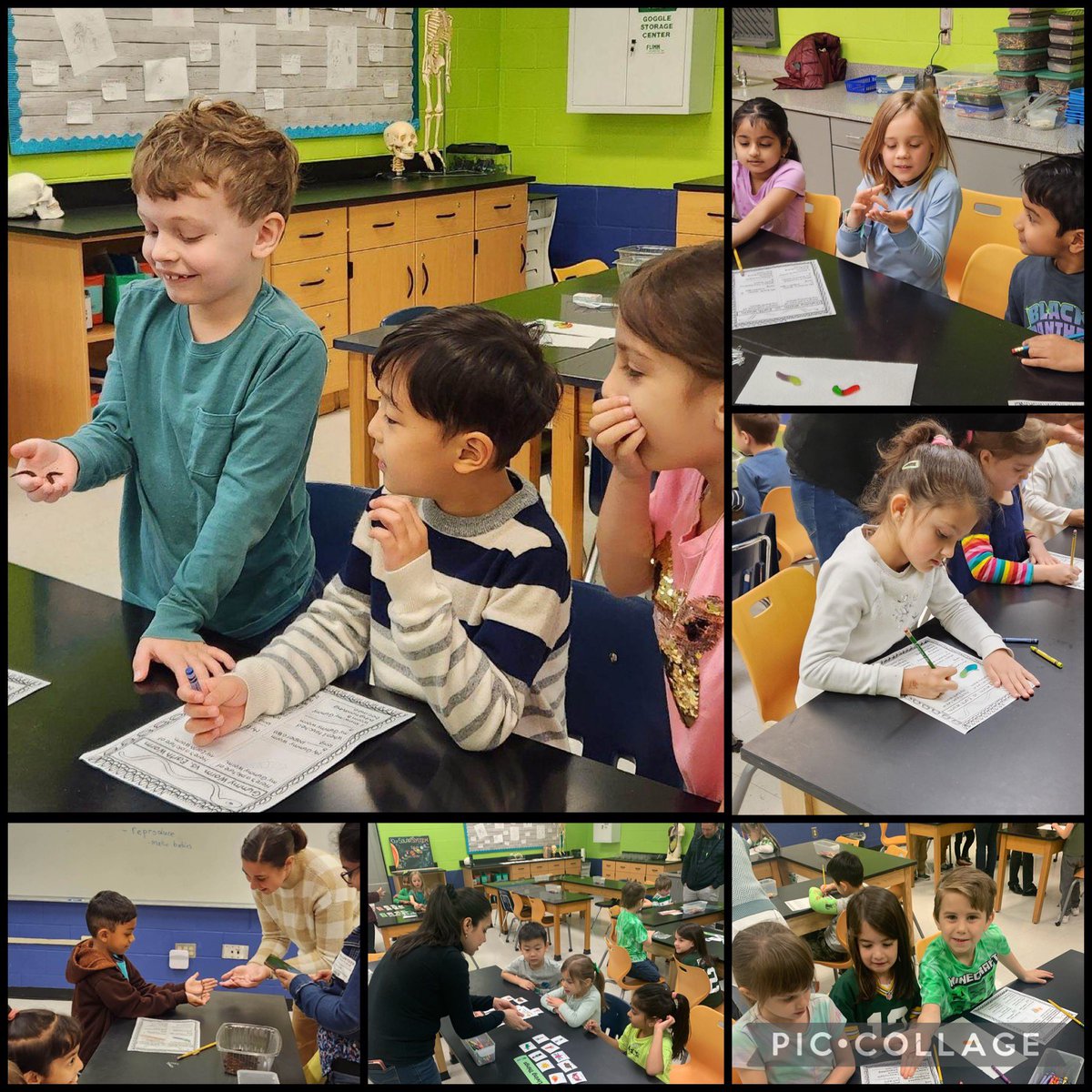Gummy worms vs earthworms! Always love a STEM lab where kindergarten is laughing and learning! #LWESTEMLAB