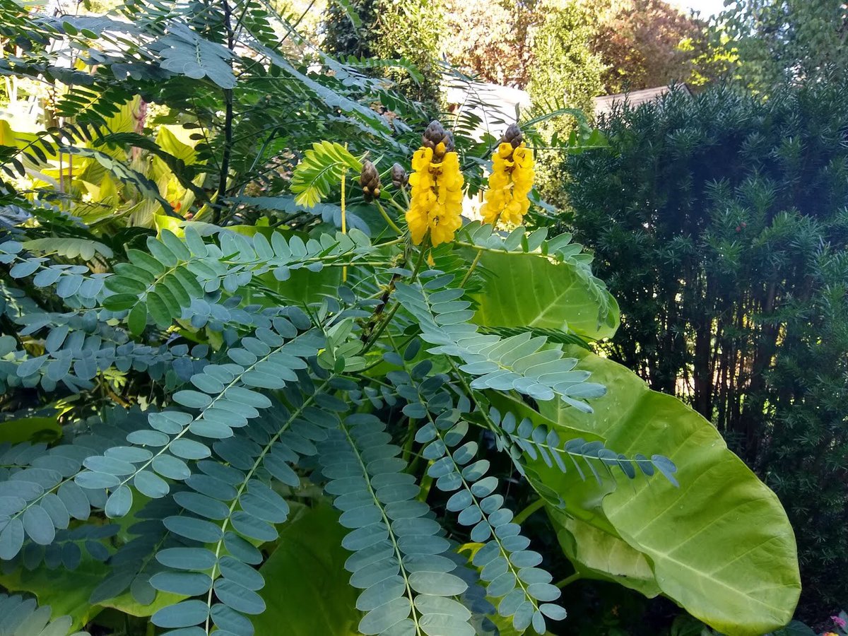 ColoradoCactus's tweet image. The March CCSS Meeting is Tonight!  7pm, in the Sturm Auditorium at the DBG.  Andrew Bunting, from the Pennsylvania Horticultural Society among other places, will be our featured presenter.    Please come, and don’t forget pick up some Show and Sale Flyers!!!