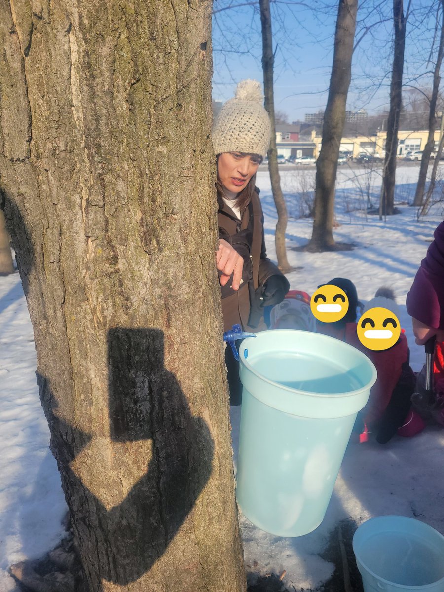 aliciaanao's tweet image. An exciting day of tree tapping! Step 1- identify a sugar maple. Step 2- tap the tree. Step 3- boil collected sap. Step 4- taste test! Isn't nature sweet! @EZieglerPS @wrdsb #outdoorlearning #wrdsb