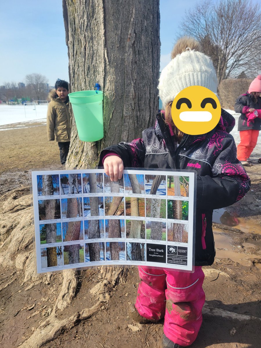 aliciaanao's tweet image. An exciting day of tree tapping! Step 1- identify a sugar maple. Step 2- tap the tree. Step 3- boil collected sap. Step 4- taste test! Isn't nature sweet! @EZieglerPS @wrdsb #outdoorlearning #wrdsb