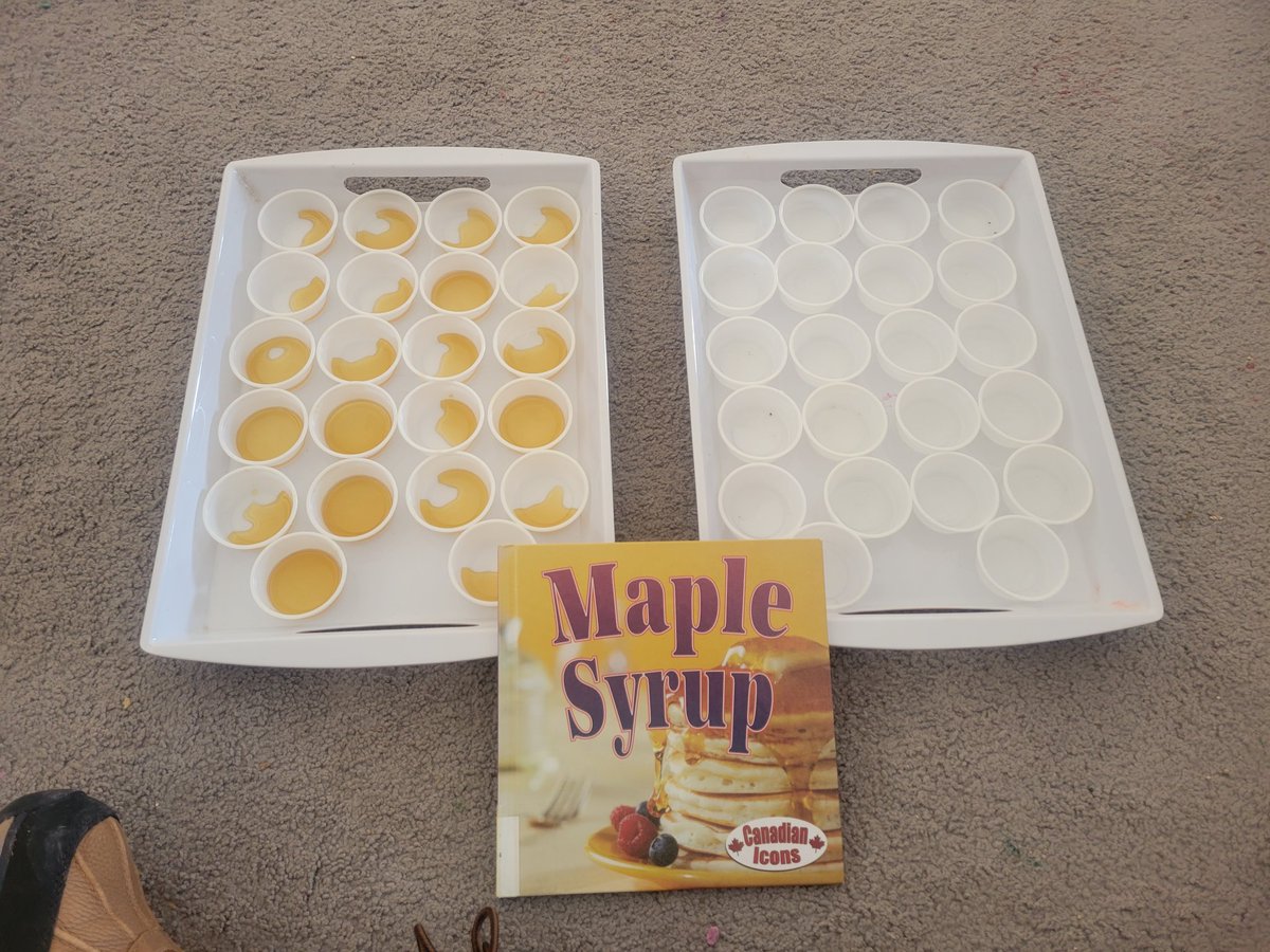 aliciaanao's tweet image. An exciting day of tree tapping! Step 1- identify a sugar maple. Step 2- tap the tree. Step 3- boil collected sap. Step 4- taste test! Isn't nature sweet! @EZieglerPS @wrdsb #outdoorlearning #wrdsb