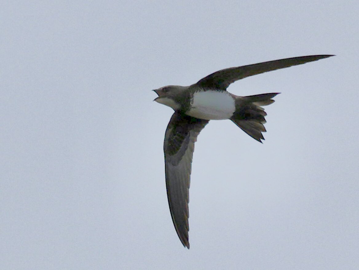 Alpine Swift