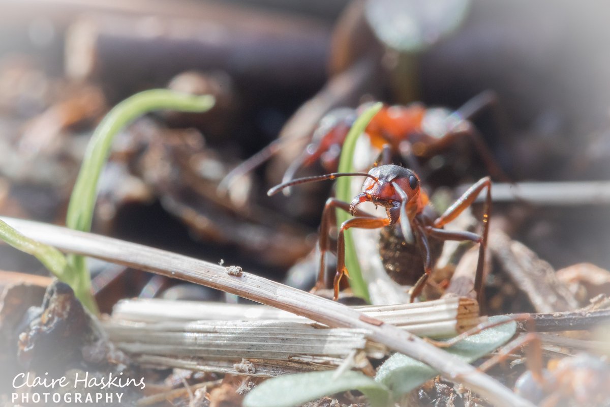 Another photo from watching the wood ants at Hawcombe wood on Sunday. This one standing with its jaws wide open

#ant #woodant #insect #insectphotography #wood #woodland #spring #exmoor #exmoornationalpark #somerset #westsomerset #wildlife #nature #naturephotography