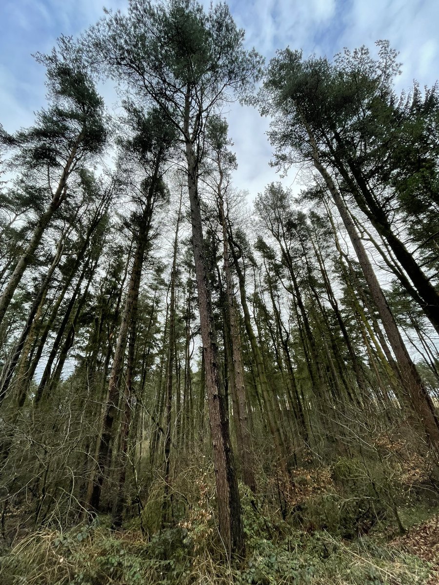 Knightslow Wood @NTLymePark for #InternationalDayofForests #Dendrophile 🌲 💚