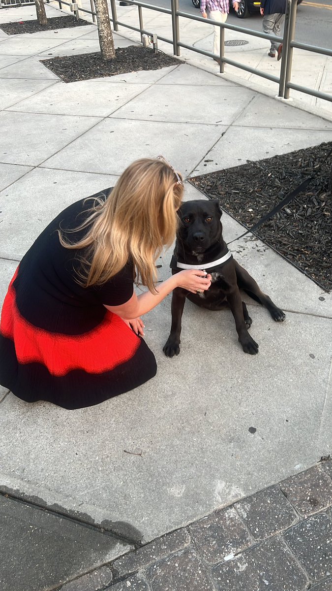 RubinTurnbull's tweet image. Classy is a loving girl who wants to have brunch with her closest friends! Adopt her today… she is looking for her forever home after 10 months! Contact the Tallahassee animal shelter to bring Classy home!