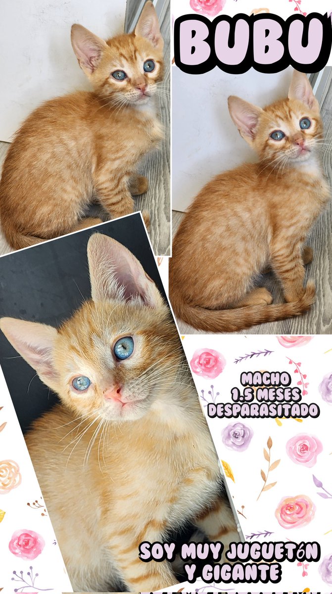 gatitosasalvo's tweet image. #FamiliaFelina, #Dorito y #Bubu buscan #AdopciónResponsable #CDMX.
Son MUY cariñosos y con pila de ronroneo incluida. 
Adopta, pero si no puedes, ayúdanos difundiendo. 
Todos los gatitos necesitan una familia que los ame

Info por DM.

Se dan en adopción, no son regalados.