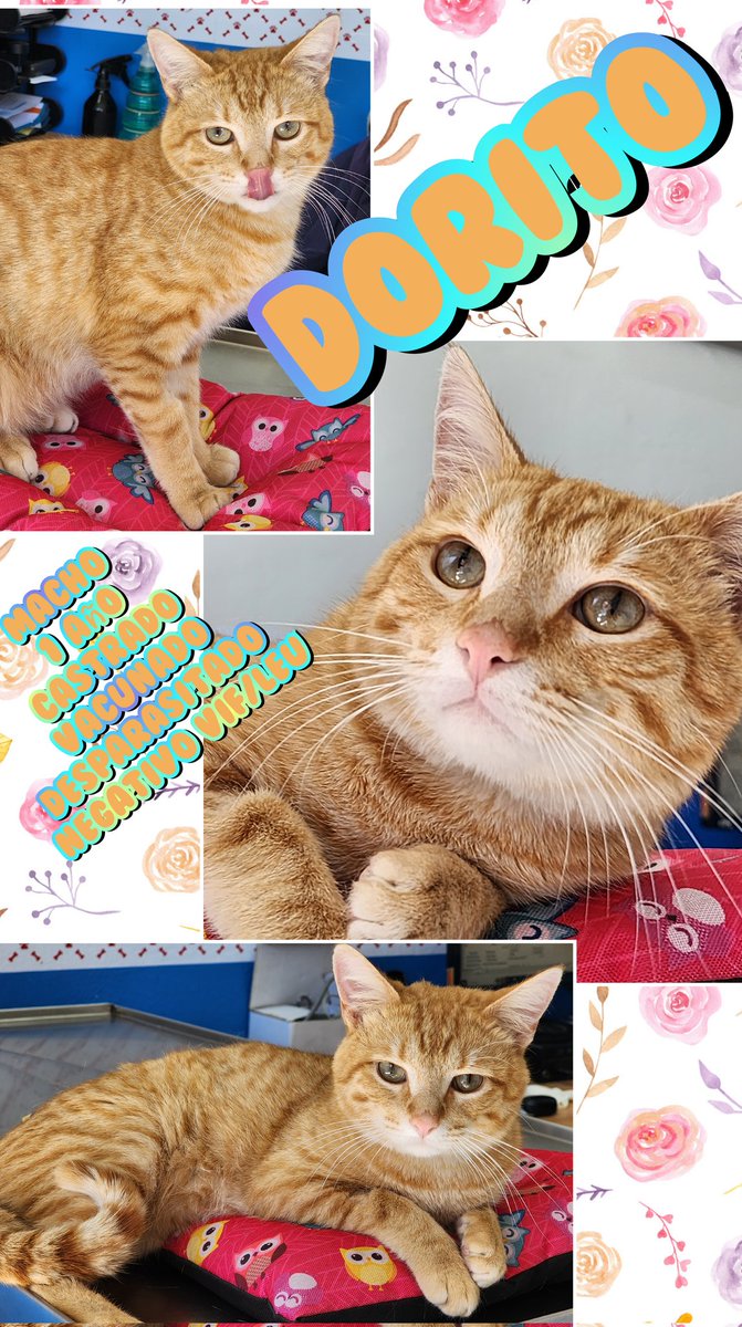 🐾🐾Gatitos a salvo🐾🐾 (@gatitosasalvo) on Twitter photo 2023-03-21 20:56:59 #FamiliaFelina, #Dorito y #Bubu buscan #AdopciónResponsable #CDMX. Son MUY cariñosos y con pila de ronroneo incluida. Adopta, pero si no puedes, ayúdanos difundiendo. Todos los gatitos necesitan una familia que los ame Info por DM. Se dan en adopción, no son regalados. #FamiliaFelina, #Dorito y #Bubu buscan #AdopciónResponsable #CDMX. Son MUY cariñosos y con pila de ronroneo incluida. Adopta, pero si no puedes, ayúdanos difundiendo. Todos los gatitos necesitan una familia que los ame Info por DM. Se dan en adopción, no son regalados.