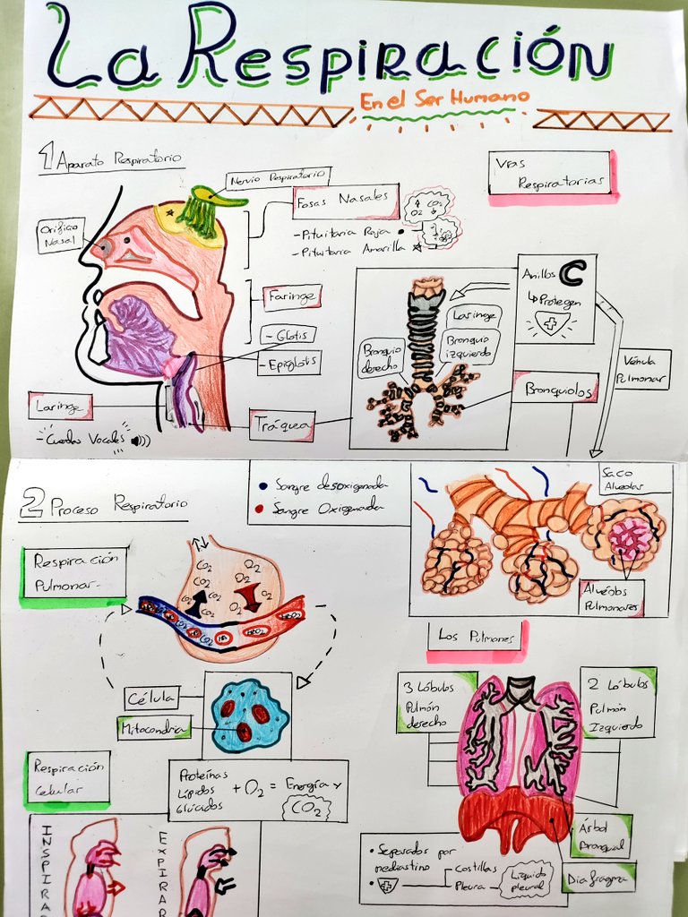 RYjara's tweet photo. Preciosos #VisualThinkings sobre el Aparato digestivo y el Respiratorio. 
Una manera muy visual, práctica y creativa de aprender biología .
@MaristasMalaga 
@BlogSimbiosis @profebiologia1 
@MaristasMedit https://t.co/Vrei8wRzen