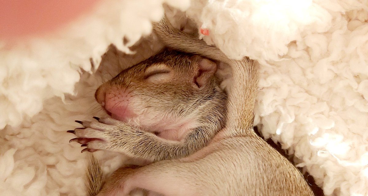 Urban Squirrels, wildlife rescue, animal ethics. tweet media