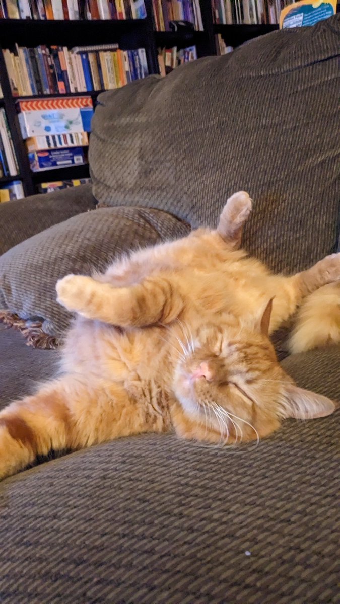 LittleAlexHorn's tweet photo. It's little Alex Horn! Hey friends, we've been dealing with a dramatic (and heartbreaking) change in our sweet boy's relationship with his sweet Mama Tortie. She has become extremely aggressive toward him. We have no idea of cause - it was like a switch flipped one morning. https://t.co/1nJ9A0hSug
