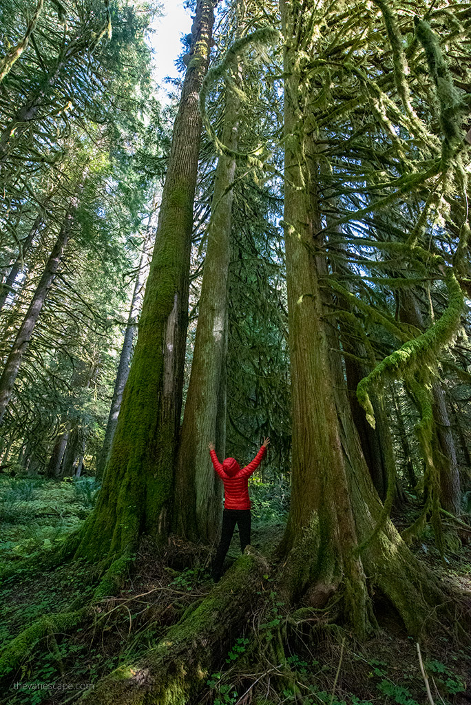 TheVanEscape1's tweet photo. "And into the woods I go, to lose my mind and find my soul" - John Muir. 
Happy International Day of Forests! 🌲🌲🌲

#forests #ForestDay #ForestandHealth #InternationalDayofForests https://t.co/yv8zwJBvrG