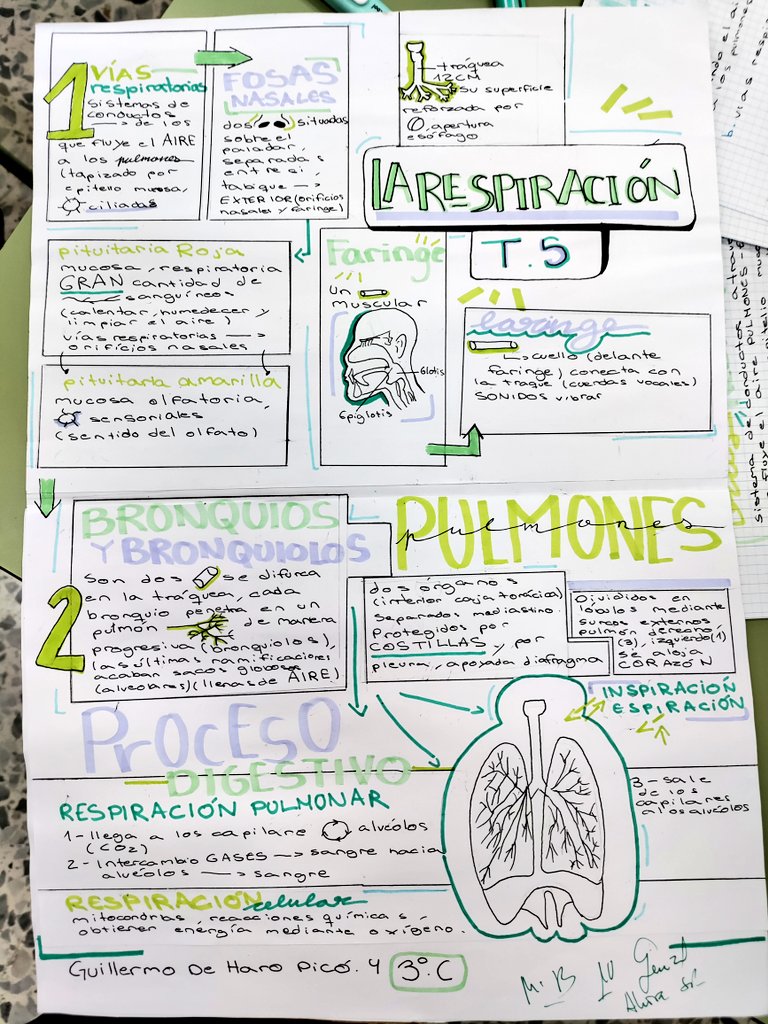 RYjara's tweet photo. Preciosos #VisualThinkings sobre el Aparato digestivo y el Respiratorio. 
Una manera muy visual, práctica y creativa de aprender biología .
@MaristasMalaga 
@BlogSimbiosis @profebiologia1 
@MaristasMedit https://t.co/Vrei8wRzen