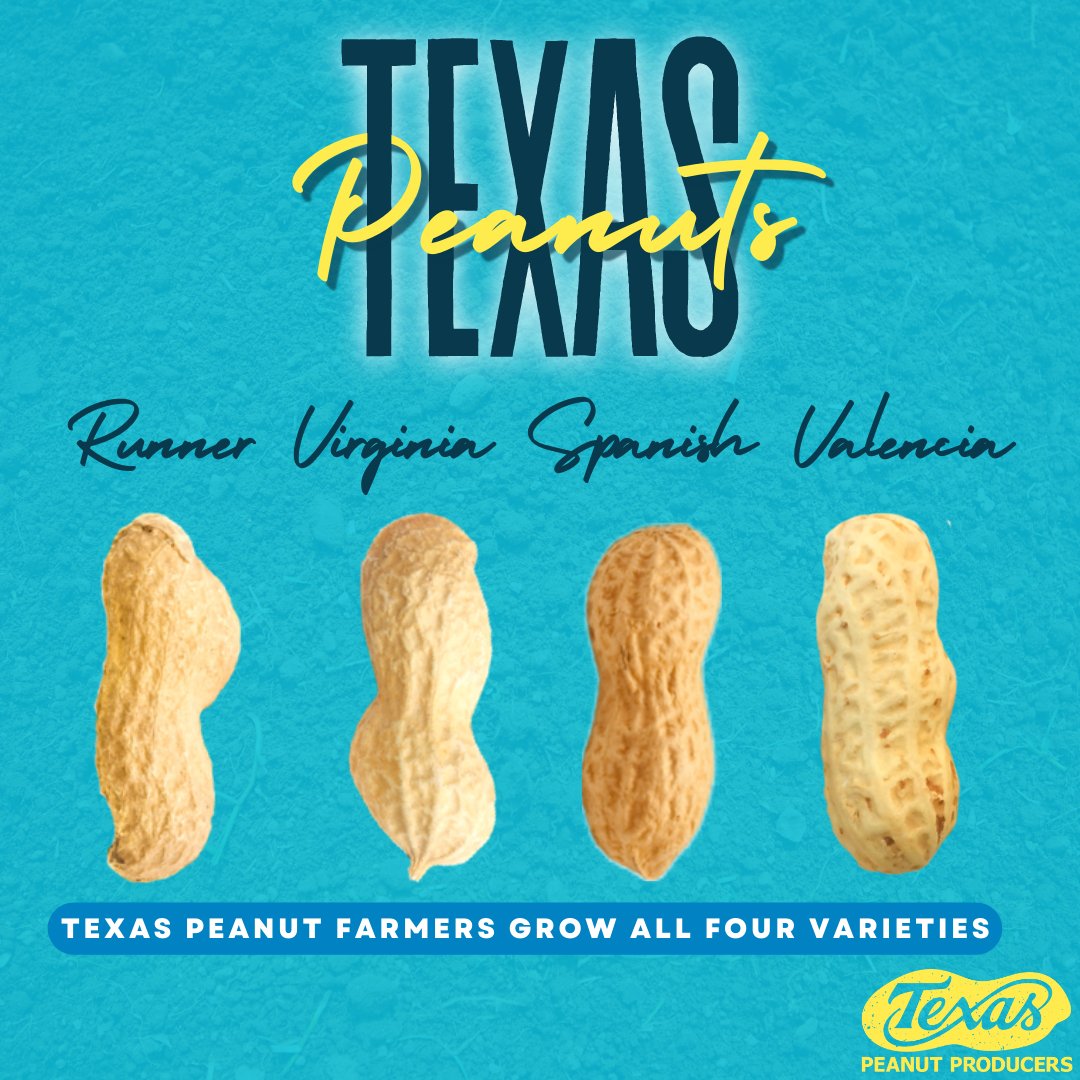 Texas peanut farmers proudly grow all four varieties of peanuts. Each variety has different qualities and characteristics, yet they are all equally delicious and beneficial. Which variety is your favorite? 
•
•
#TexasPeanuts #WeGrowEmAll #Peanuts #TexasPeanutProducersBoard