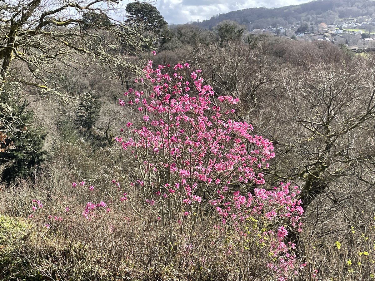 edgeofthemoor's tweet photo. It’s great to see this magnificent magnolia coming into bloom overlooking #Chagford and the River Teign - should be safe from frosts now. Big thank you to past gardeners https://t.co/vgdOi8J03V