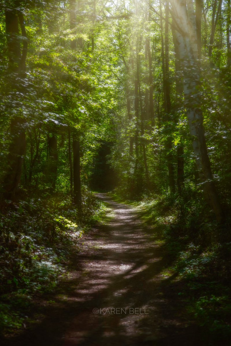 Images_Belle's tweet photo. Happy #InternationalForestDay!  How delicious to spend a day wandering through sunlight &amp; a sea of green! Follow the path for many adventures. Celebrate them, respect them, save them. #trees #ForestDay #healingforests #natureconservancy #getoutside #InternationalDayofForests https://t.co/VSI66Pwd5Y