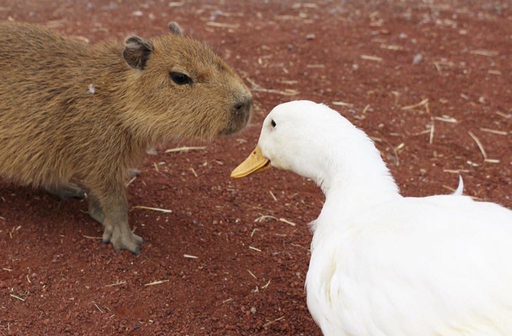 CAPYBARA_MAN's tweet photo. peace was always an option https://t.co/Tp7XMNDwUN