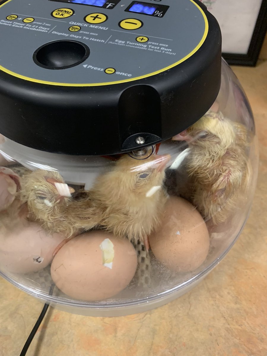 JenTracy101's tweet photo. Chick watch 2023🐣 https://t.co/MWEMCFwhpY
