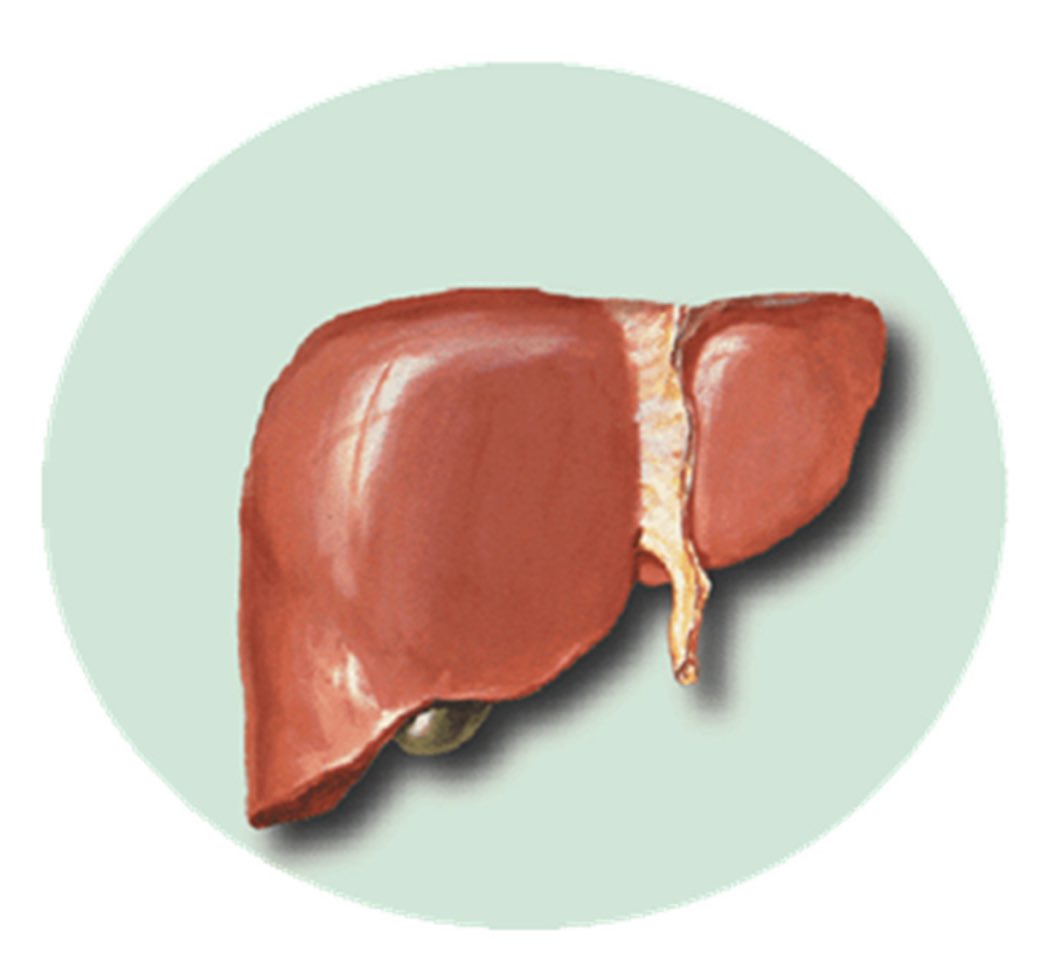 MantakChia's tweet photo. Take some time for emotional detoxification of your liver and gallbladder this spring✨

Stress, jealousy and anger are the negative emotions that accumulate in the liver and gallbladder, affecting the production and release of bile and digestive enzymes. https://t.co/O3S6IGcCpC
